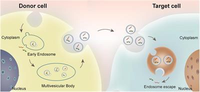 Multifaceted Roles of Adipose Tissue-Derived Exosomes in Physiological and Pathological Conditions